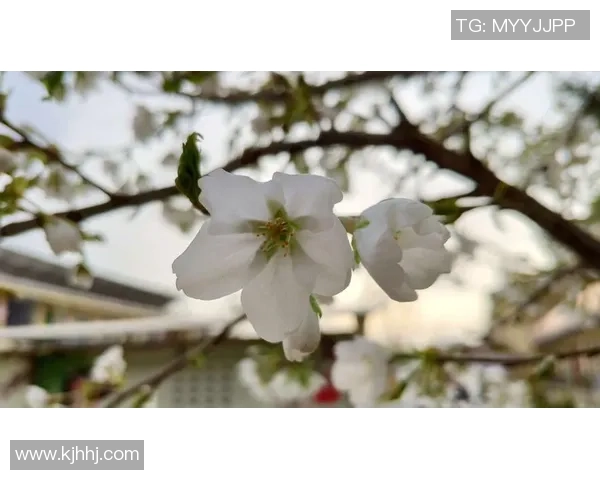 天才足球小球星逆风成长闪耀绿茵梦想与荣耀的励志故事
